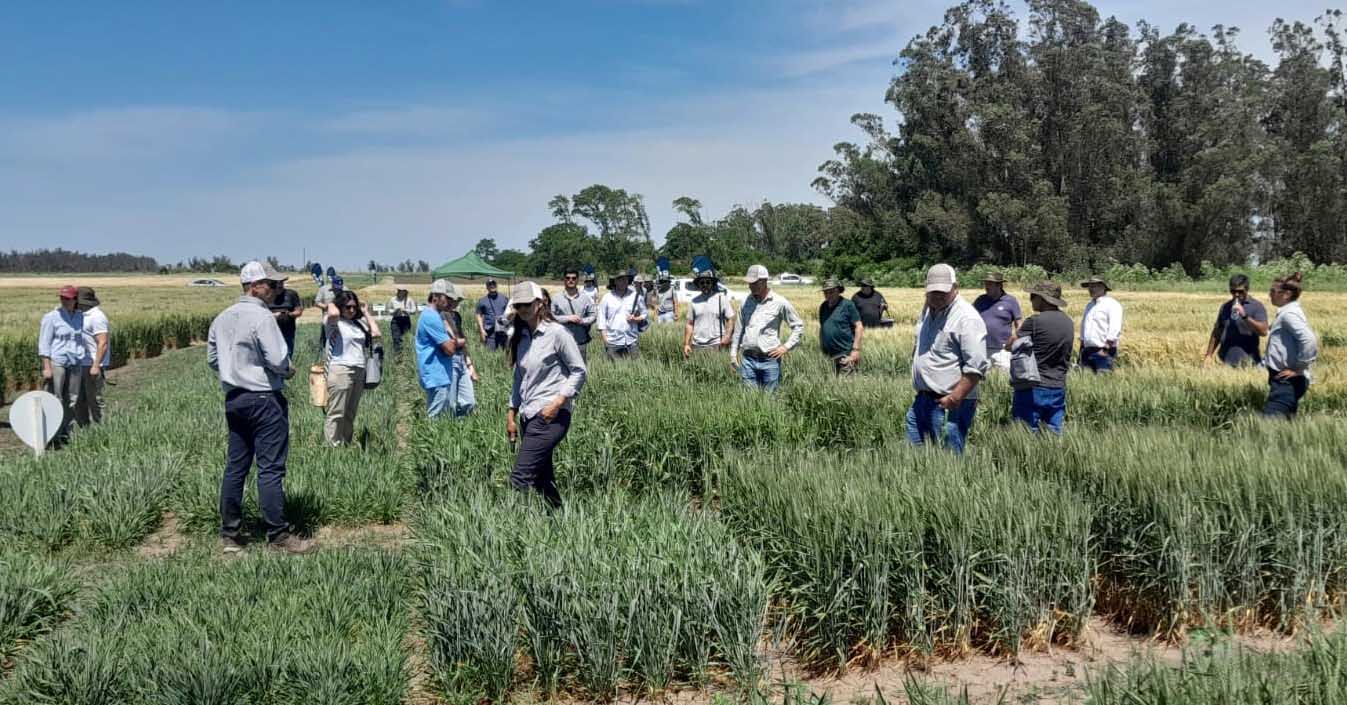 Balcarce: Innovación genética para el futuro del trigo y la arveja